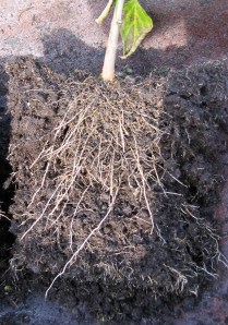 Pepper roots
