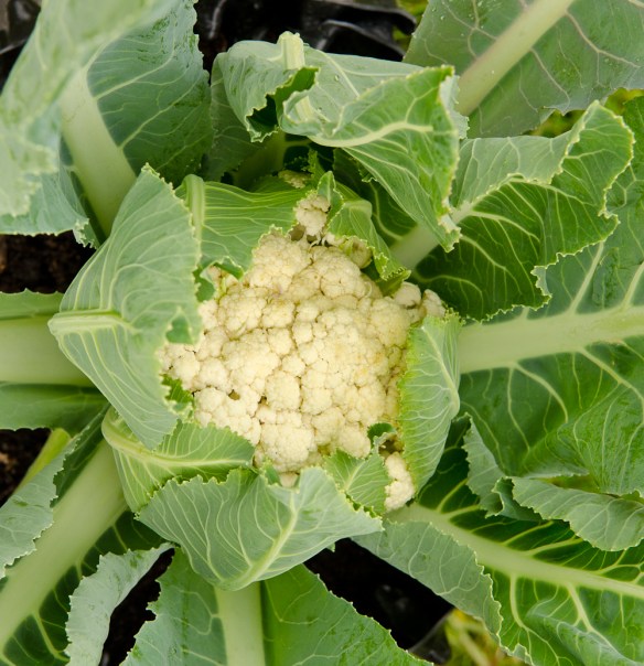 Cauliflower-1