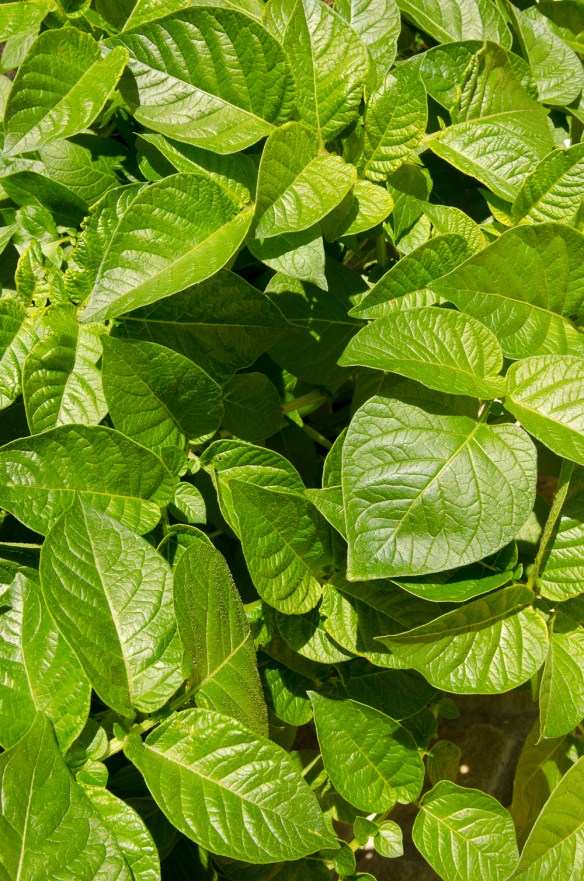 Potato leaves-1