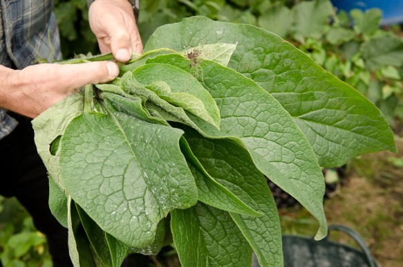 Comfrey 1