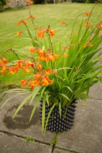 Crocosmia