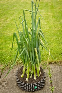 Spring Onions