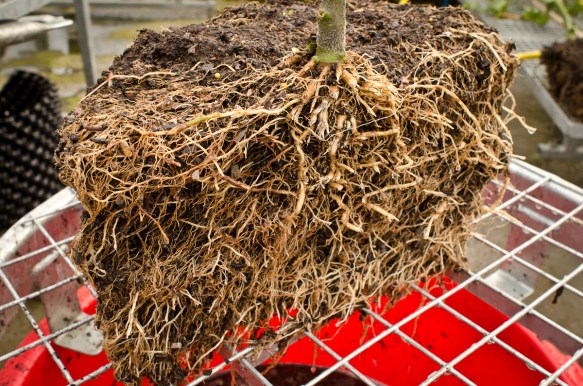 Tomato roots section