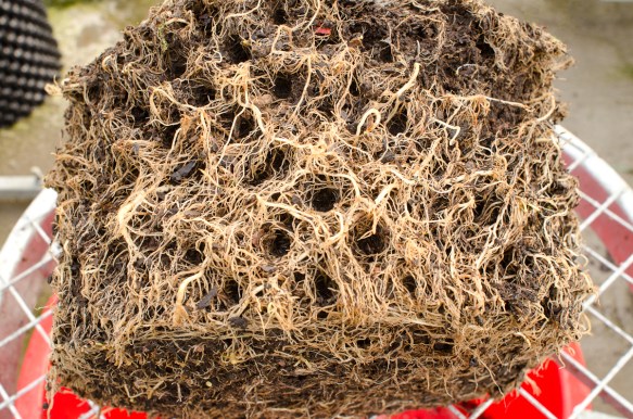 Tomato roots