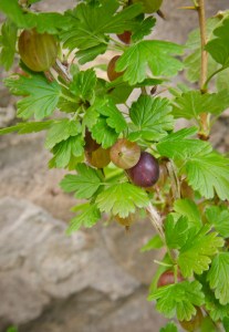 Gooseberries 2