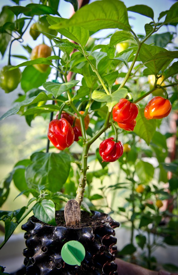 chilies-1-small