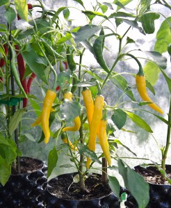 chilies-2-small